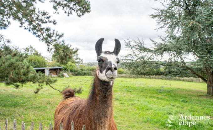 Ferienhaus Thuin 8 Pers. Ardennen Wellness
