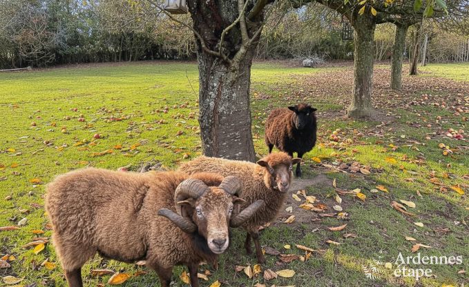 Gerumiges Ferienhaus fr 9 Personen in Tinlot mit 4 Schlaf- und Badezimmern, Schwimmbad, Privatgarten und Spielmglichkeiten