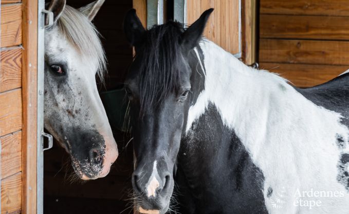 Komfortables Ferienhaus in Trois-Ponts fr 16 Personen