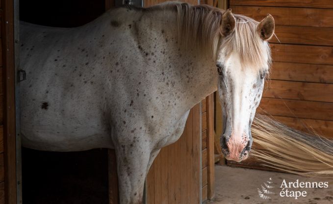 Komfortables Ferienhaus in Trois-Ponts fr 16 Personen