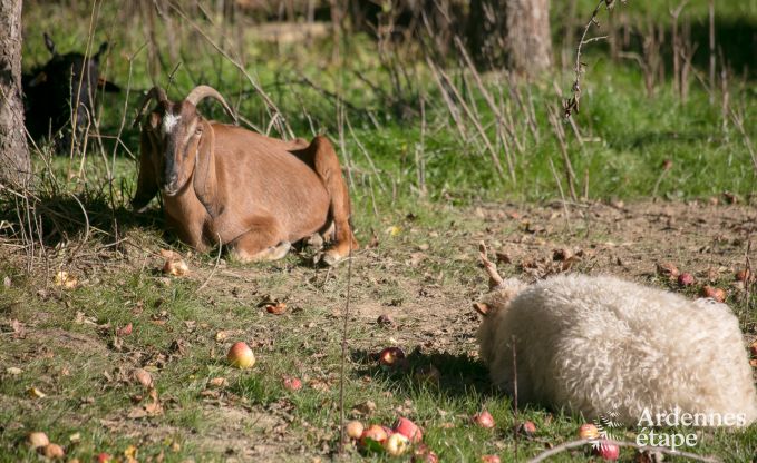 Ferienhaus Trois-Ponts 10 Pers. Ardennen Schwimmbad Wellness