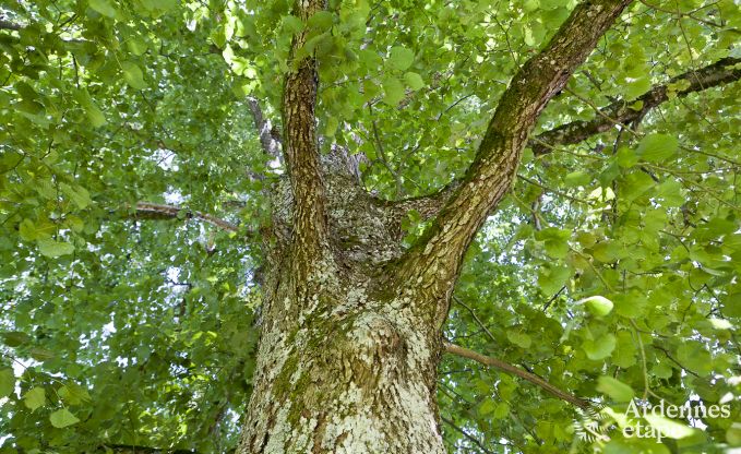 Schloss in Trois-Ponts f�r 14 Personen in den Ardennen