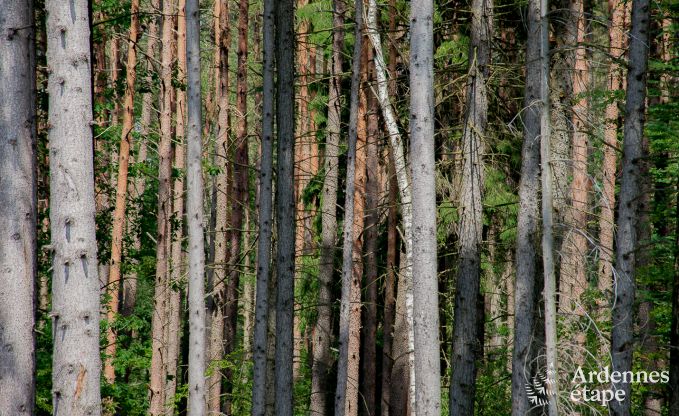 Chalet Trois-Ponts 6 Pers. Ardennen