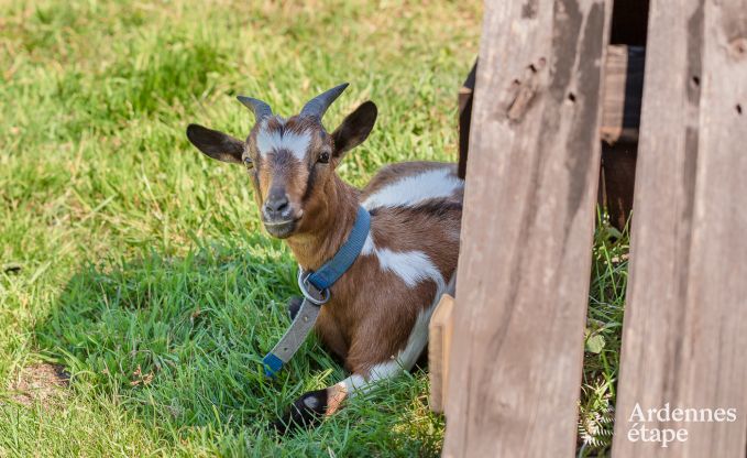 Komfortables Ferienhaus in Trois-Ponts fr 16 Personen