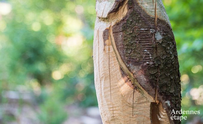 Ferienhaus Trois-Ponts 10/11 Pers. Ardennen