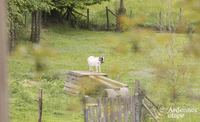 Ferienhaus Vaux-Sur-Sure 28 Pers. Ardennen