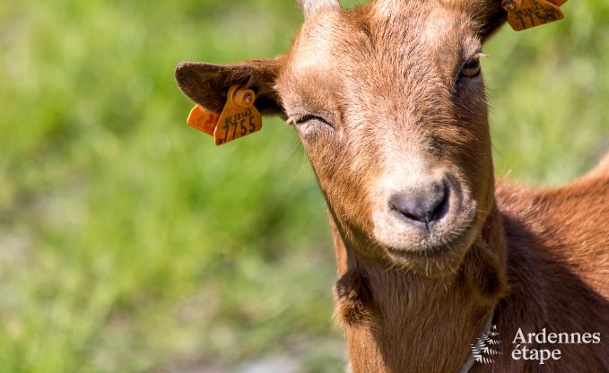 Luxusvilla Vaux-sur-S�re 6/9 Pers. Ardennen Wellness