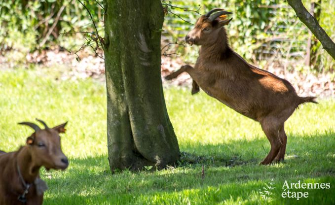 Luxusvilla Vaux-sur-Sre 6/9 Pers. Ardennen Wellness
