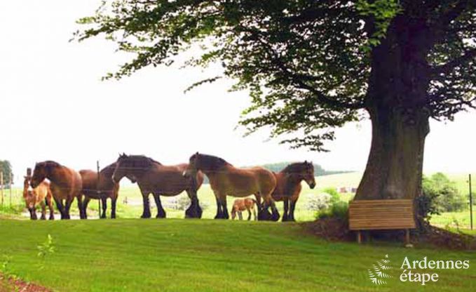 Ferienhaus Vaux sur s�re 9 Pers. Ardennen