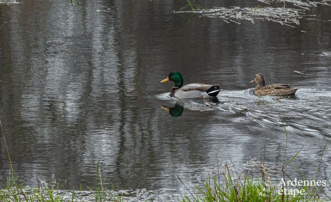Au�ergew�hnliches Pfahlhaus f�r 4 Personen, auf einem Teich in Vencimont