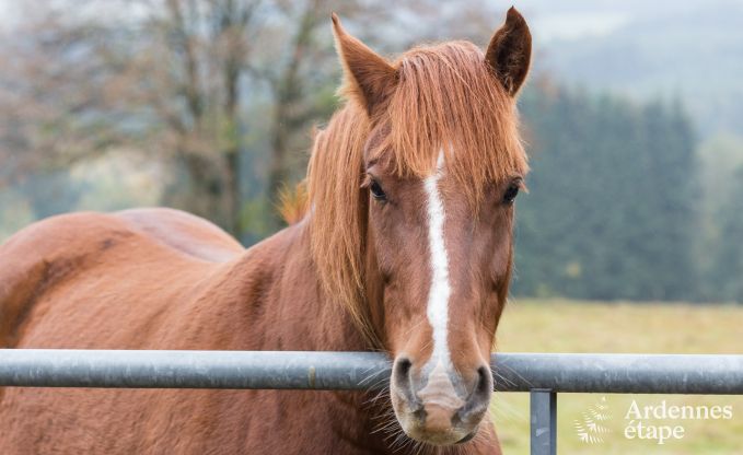 Chalet Vielsalm 7 Pers. Ardennen Wellness