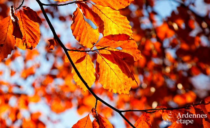 Ferienhaus Vielsalm 13/14 Pers. Ardennen