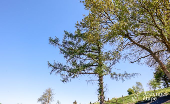 Luxusvilla Vielsalm 12 Pers. Ardennen Wellness