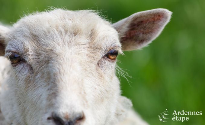 au�ergew�hnliche Ferienwohnung Vielsalm 2/3 Pers. Ardennen Wellness