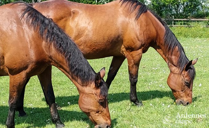 Ferienhaus Vielsalm 4/5 Pers. Ardennen