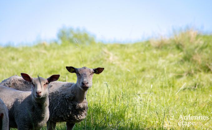 Luxusvilla Vielsalm 12 Pers. Ardennen Wellness