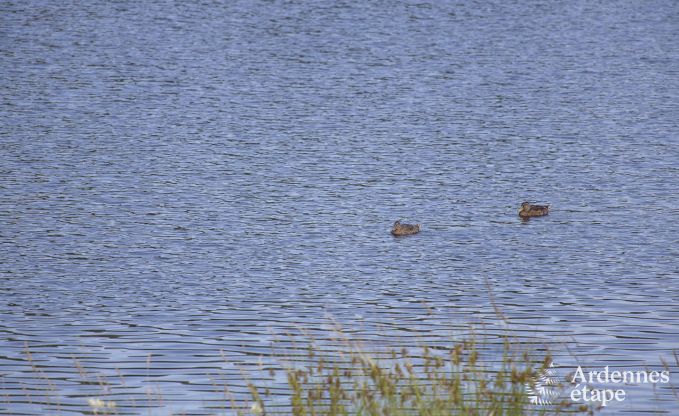 Wohnung Vielsalm 4 Pers. Ardennen