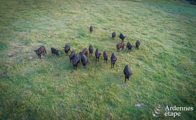 Ferienhaus Villers-en-Fagne 30/32 Pers. Ardennen