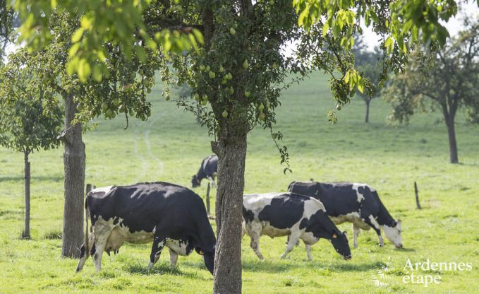 Ferienhaus Voeren 12 Pers. Ardennen
