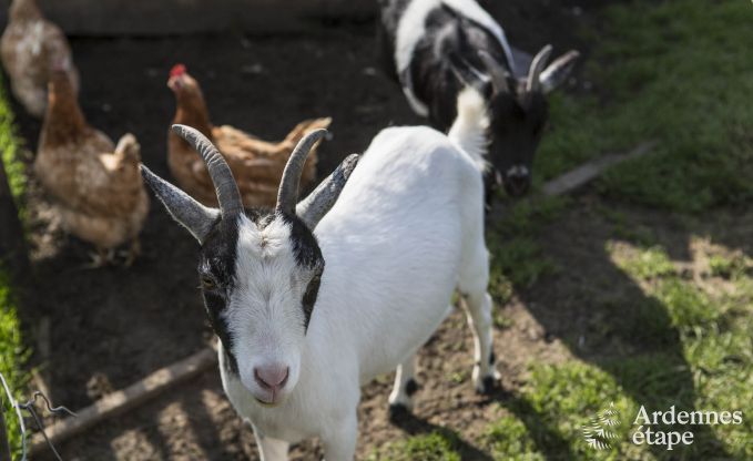 Ferienhaus Voeren 8/10 Pers. Ardennen