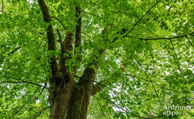 Luxus-Ferienhaus f�r gro�e Gruppen in Vresse-sur-Semois, Ardennen