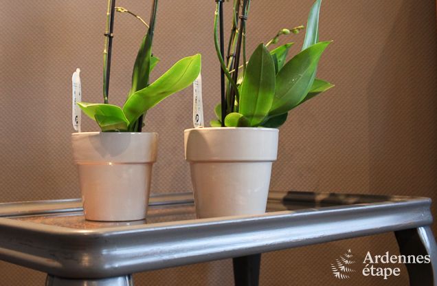 Ferienhaus Waimes 22 Pers. Ardennen Wellness