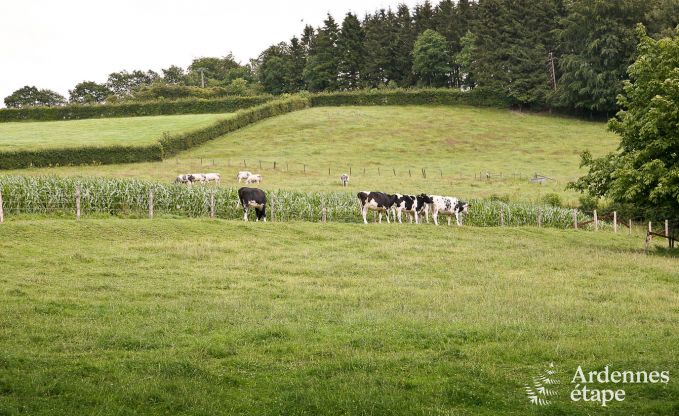 Ferienhaus Waimes 24 Pers. Ardennen Schwimmbad Wellness