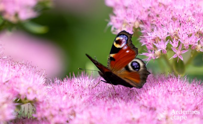 Luxusvilla Waimes 14 Pers. Ardennen Schwimmbad Wellness Behinderten gerecht