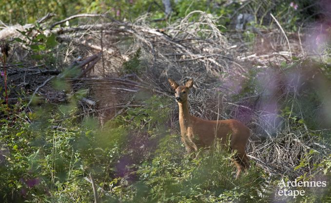 Ferienhaus Waimes 14 Pers. Ardennen Wellness