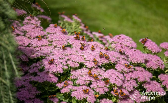 Luxusvilla Waimes 14 Pers. Ardennen Schwimmbad Wellness Behinderten gerecht