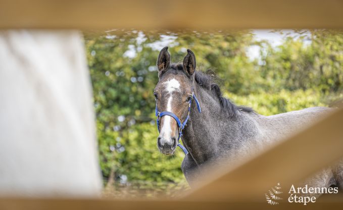 Ferienhaus in Walcourt, Ardennen, 6 Personen, 3 Schlafzimmer, Au�enpool, Gemeinschaftsgarten, moderne Ausstattung