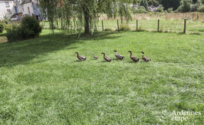 Ferienhaus Wiltz (LUX) 6 Pers. Ardennen