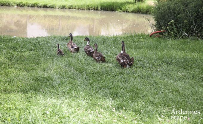 Ferienhaus Wiltz (LUX) 6 Pers. Ardennen