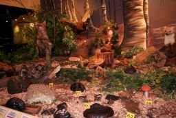 L'enclos des Fr�nes in Provinz Luxemburg