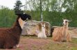 <p>Les parcs animaliers dans les Ardennes</p> - 7